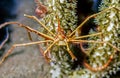 Stenorhynchus seticornis, the yellowline arrow crab