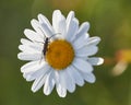 Stenurella melanura bug crawling on a daisy flower Royalty Free Stock Photo