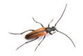 Top view of a longhorn beetle isolated on a white background Royalty Free Stock Photo
