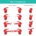 Step of Angiogenesis. Illustration. Royalty Free Stock Photo