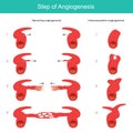 Step of Angiogenesis. Illustration.