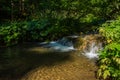 step and basin in a brook in a forest Royalty Free Stock Photo