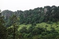 Enchanting Forest Harmony with Misty Mountain Majesty