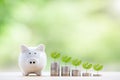 Step of coins stacks with tree plants growing on top and piggy bank. Saving money and increasing finances concept Royalty Free Stock Photo