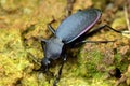 A step Coleoptera Royalty Free Stock Photo