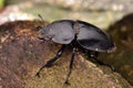 A step Coleoptera Royalty Free Stock Photo