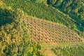 Step Dolcetto grapes vines in vineyard of Piedmont wine region of northeast Italy Royalty Free Stock Photo