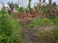 The road to the flooded sago forest in the forests of Kalimantan, Indonesia Royalty Free Stock Photo