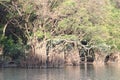 Mangrove swamp photos with sunlight