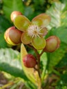 From Fruit to Flower: Nature's Splendor Unfolds in the Tropical Forest Royalty Free Stock Photo