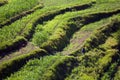 Step farming Royalty Free Stock Photo