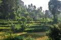 Step Farming in Mountains