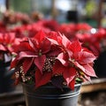 christmas flowers red poinsettia, in the light Royalty Free Stock Photo