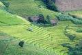 step of field rice in thailand Royalty Free Stock Photo