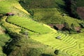 step of field rice in thailand Royalty Free Stock Photo