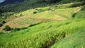 step of field rice in thailand Royalty Free Stock Photo