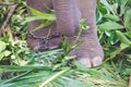 Gentle Giants of the Wild: Asian Elephant Majesty in Captivating Wildlife Photography Sri Lanka