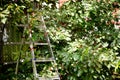 Step Ladder near cherry tree with ripe berry in orchard