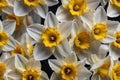 a bunch of white and yellow flowers on the bottom Unveiling Nature\'s Elegance A Macro Journey Royalty Free Stock Photo