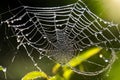 Dewdrops on a spiderweb, bathed in the gentle embrace of morning sunlight