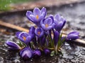 Nature\'s Ballet: Rain-kissed Blue Crocuses in Bloom