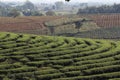 Step pattern on the hill of Tea Plantations farm, nature mountain backgrounds Royalty Free Stock Photo