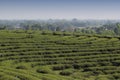 Step pattern on the hill of Tea Plantations farm, nature mountain backgrounds Royalty Free Stock Photo