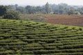 Step pattern on the hill of Tea Plantations farm, nature mountain backgrounds Royalty Free Stock Photo