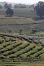 Step pattern on the hill of Tea Plantations farm, nature mountain backgrounds Royalty Free Stock Photo