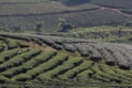 Step pattern on the hill of Tea Plantations farm, nature mountain backgrounds Royalty Free Stock Photo