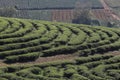 Step pattern on the hill of Tea Plantations farm, nature mountain backgrounds Royalty Free Stock Photo