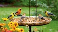 Feasting Birds at the Platform Tray Feeder