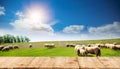 Rustic Farm Vibes: Nature's Bounty and Serene Livestock Royalty Free Stock Photo