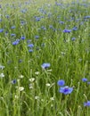 meadow full of cornflowers Royalty Free Stock Photo