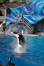 Oceanic Elegance: Orca\'s Enthralling Performance at SeaWorld