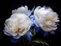 White Peony Flowers Blossoming in a Black Dreamscape