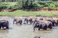Majestic Elephant Family Bath Time Extravaganza in Sri Lanka Royalty Free Stock Photo