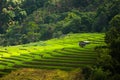 Step rice farming plantation