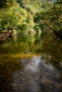 Vertical Panorama of Crystal-Clear Lake with Forested Backdrop and Floating Twig