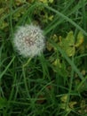 A dandelion on the road