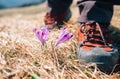 Step on traveler big boots near tender crocus flowers on mountain field