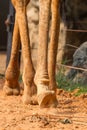 The step walking of Giraffe