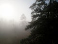 Mystical Pine Forest: East Texas Enshrouded in Fog Royalty Free Stock Photo