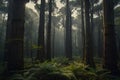 Mystical Tranquility Embracing the Verdant Enchantment of the Lush Forest Veiled in a Subtle Mist Royalty Free Stock Photo