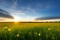 Fields of Gold: Early Morning Meadow Landscapes in Wide-Angle with Generative AI Royalty Free Stock Photo