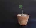 Stephania erecta Craib small pot on dark background Royalty Free Stock Photo