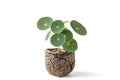 Stephania erecta plant in clay pot on white background