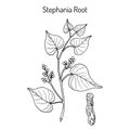 Stephania tetrandra, medicinal plant Royalty Free Stock Photo