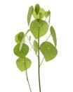 Stephanie erecta plant, isolated on white background with clipping path Royalty Free Stock Photo