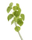 Stephanie erecta plant, isolated on white background with clipping path Royalty Free Stock Photo